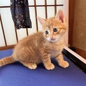 タレ目のチャトラの男の子♡