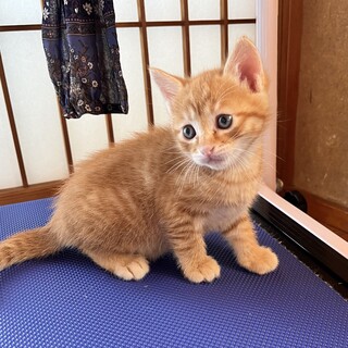 タレ目のチャトラの男の子♡