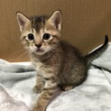 生後1ヶ月の子猫