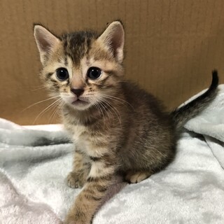 生後1ヶ月の子猫