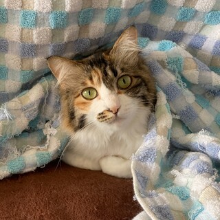 ツタ♀虐待を受けていました。やっと心を開いた！