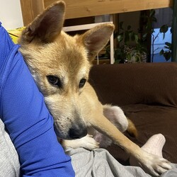 里親募集中ユウゴは甘えんぼう