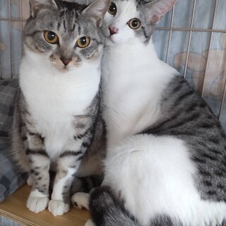 里親様決定！飼い主が亡くなったサバシロ親子