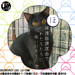 teamしっぽ譲渡会