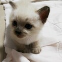 シロ色　メス　生後2週間〜3週間