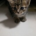 トラ模様　生後2週間〜3週間