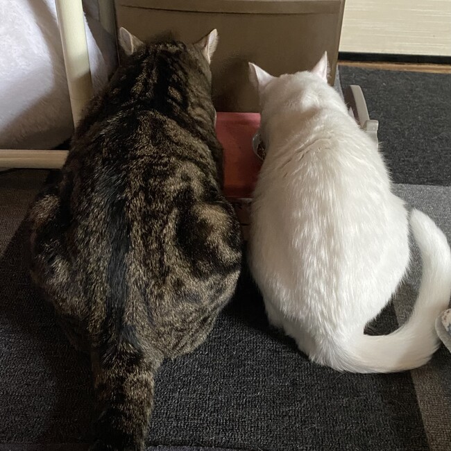 アムロミのカバー写真