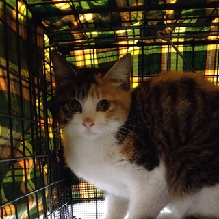 おとなしい三毛猫さん