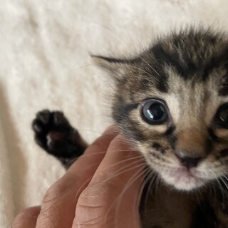 母親が行方不明になり保護した2匹の姉妹。