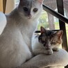 なにふぁむ