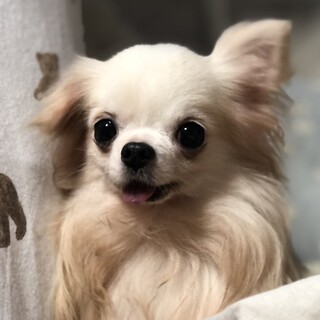 甘えん坊チワワ♂がんも君