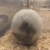 巫女爺