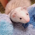 フェレット里親募集