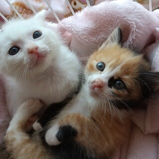 ミルクから育てた可愛い姉妹猫です