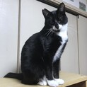 人見知りだけど、超あまえんぼうのハナクロちゃん