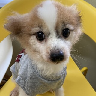 立ち耳、イケメンパピヨンのパピ君