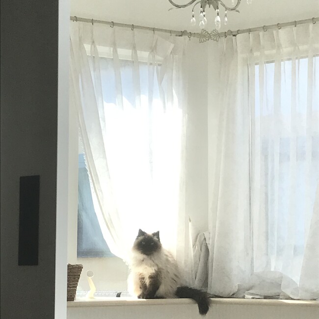 大トロシャンプーのカバー写真