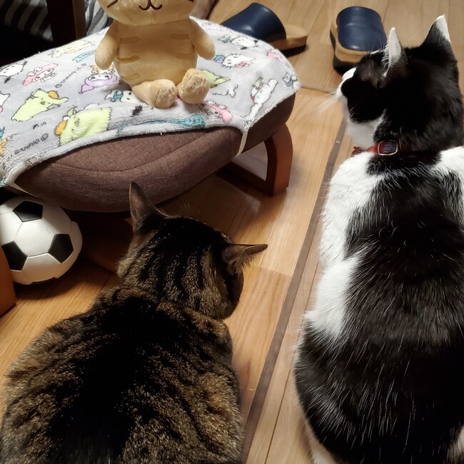 もさきんぐのカバー写真