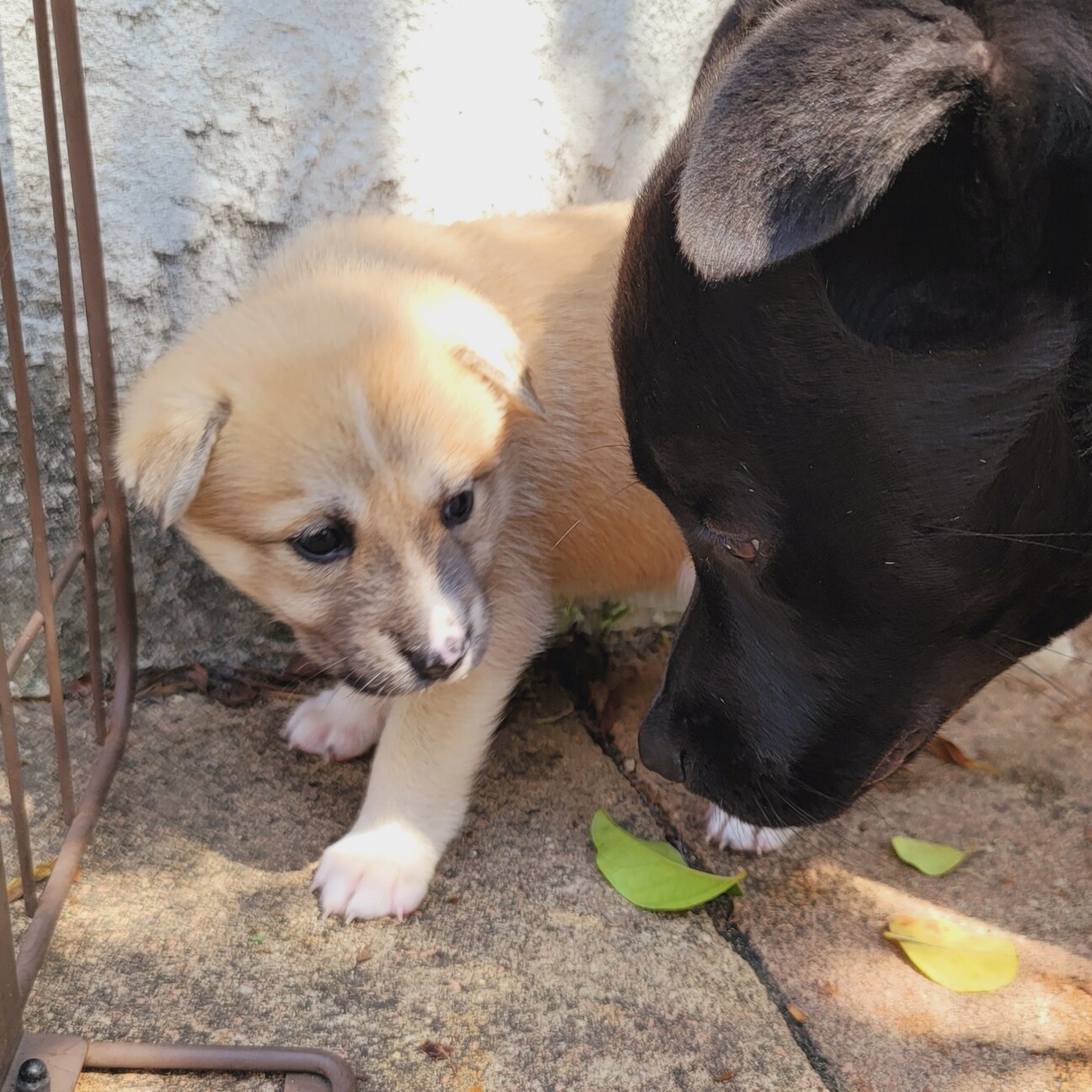 募集停止★可愛い困り顔の『パピコちゃん』★ サムネイル4