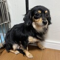 チワックスのだったん