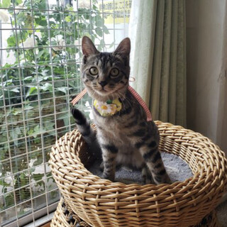 【5/15東銀座】素直くん4ヵ月半♪