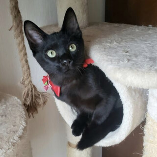 【5/15東銀座】ラキくん5ヵ月♪