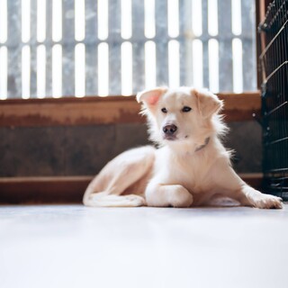 栃木県から来ました！穏やかな男の子