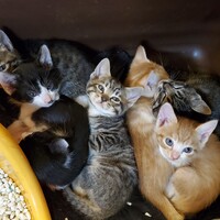 【里親募集終了】仔猫7匹