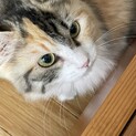 おかげさまで素敵な家族がみつかりました♡あんず
