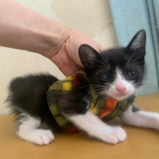 元気なクリソツ白黒ハチワレ４兄弟　おれお君