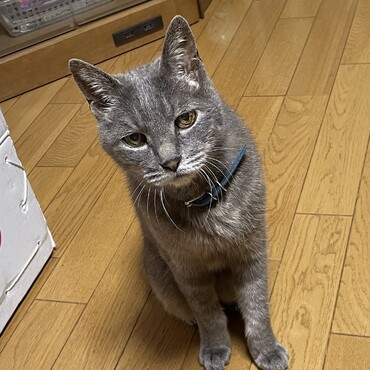 疲れた…テンとモモがワガママ過ぎて…杏雷ママも困ってる(´･_･`)