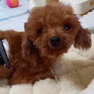 小さなティーカッププードル♂レア君