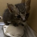 生後約1ヶ月☆かわいい子猫　キジトラ
