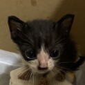 生後約1ヶ月☆かわいい子猫　白黒