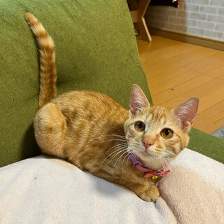 素敵な里親さんが見つかりました♡メイちゃん