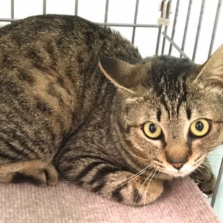 保健所でお迎え待ってます！キジトラサスケくん