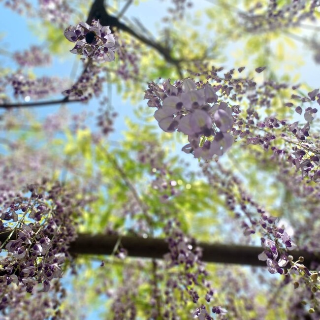 ゆめにのカバー写真