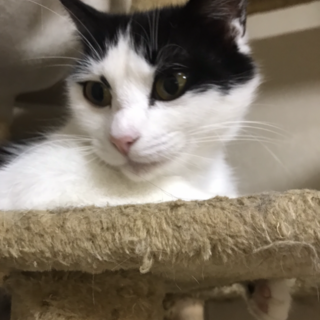 ツンデレ甘えん坊のななちゃん