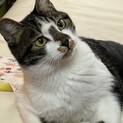 お目目がまん丸♡グラくん