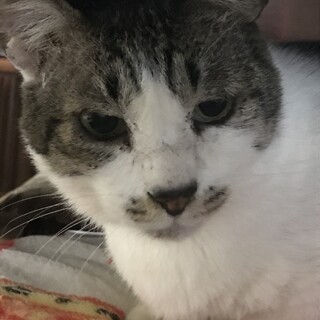 甘えん坊サバ白ちゃん　にーに