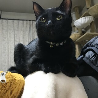 抱っこ大好きクロネコちゃんのじゃじゃ