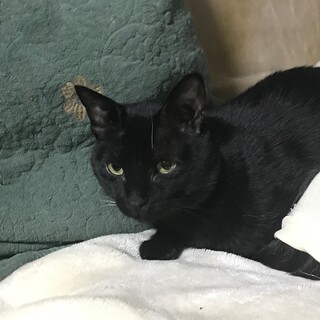 甘えん坊でおしゃべりなくっぴちゃん