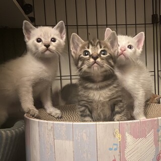 【6/12芝浦】小袖ママと美しい子猫たち