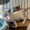 【6/12芝浦】小袖ママと美しい子猫たち サムネイル2