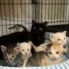 【6/12芝浦】小袖ママと美しい子猫たち サムネイル4