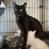 【6/12芝浦】小袖ママと美しい子猫たち サムネイル5