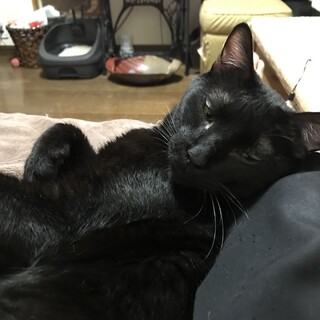 すりすり甘えん坊のエルちゃん