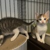 【6/12芝浦】小袖ママと美しい子猫たち サムネイル7