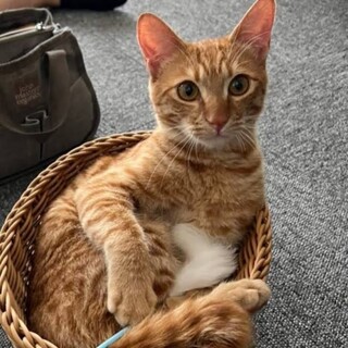 【ツナ君にずっとの家族ができました】