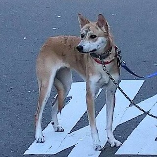 『すちこ』トライアル決定